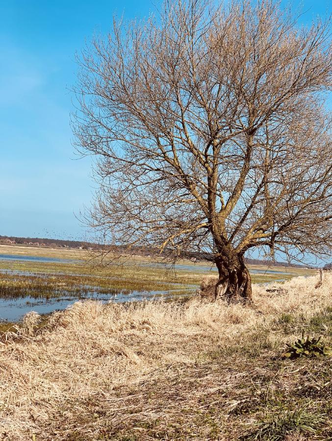 Tilia Authentic Home, Butikowe Apartamenty Nad Morzem Mikoszewo Dış mekan fotoğraf